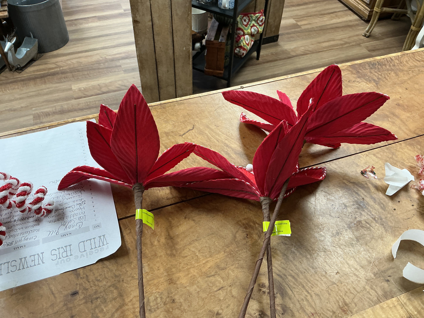 poinsettia stem