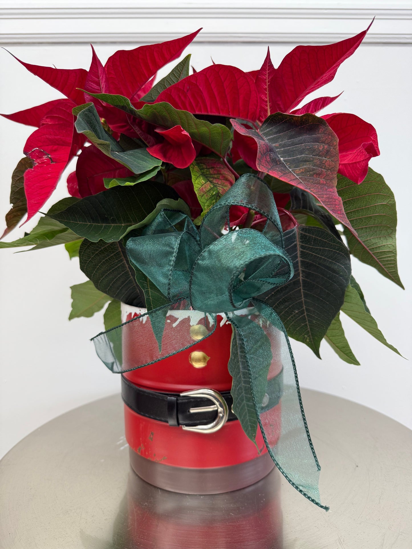 Saint Nick Poinsettia